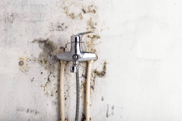 Best Residential Mold Removal  in Whitaker, PA