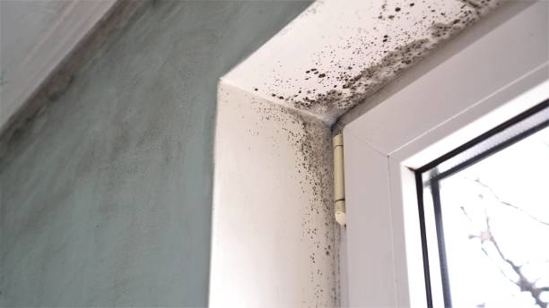 Best Mold Damage Repair  in Whitaker, PA