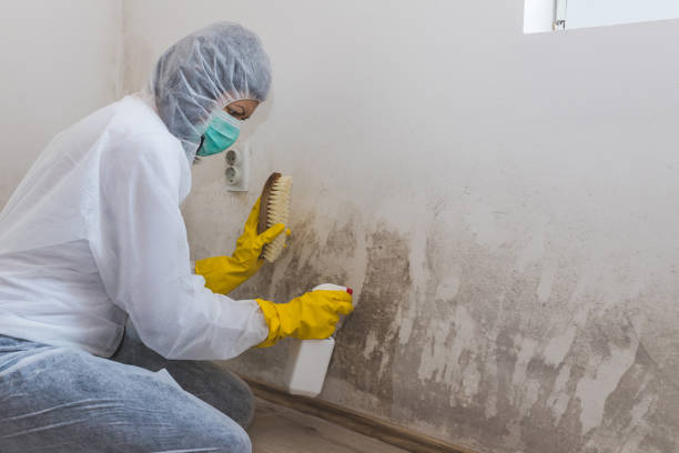 Best Black Mold Removal  in Whitaker, PA