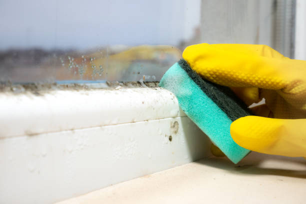 Best Office Mold Removal Services  in Whitaker, PA
