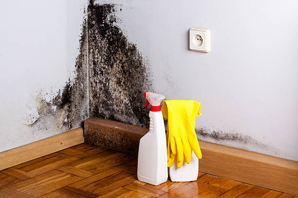 Best Attic Mold Removal  in Whitaker, PA