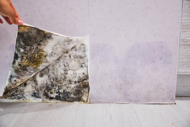 Best Toxic Mold Removal  in Whitaker, PA